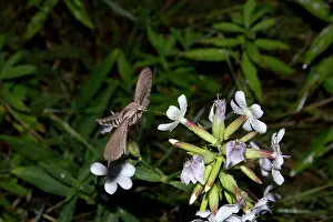 Convolvulus: Convolvulus Hawk-moth (Agrius convolvuli) gathering