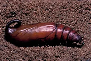 Convolvulus: Convolvulus Hawk-moth - Chrysalis in the soil