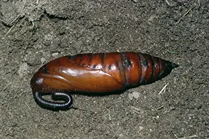 Convolvulus: Convolvulus Hawk-Moth - pupae
