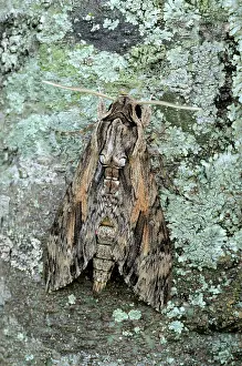 Convolvulus: Convolvulus hawkmoth