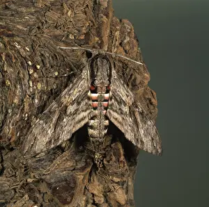 Convolvulus: Convolvulus hawkmoth