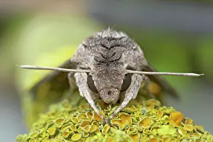 Convolvulus: Convolvulus Hawkmoth - Foreign Migrant