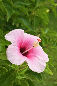 Polynesian: Cook Islands, Atiu. Hibiscus flower