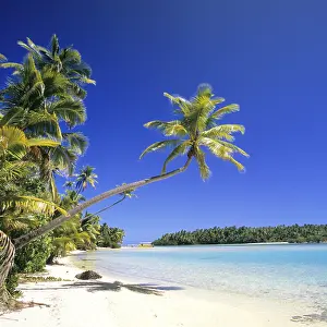 Palm: Cook Islands, dream beach, palm beach, Aitutaki