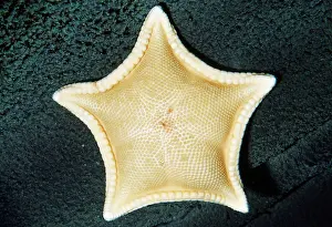 Seastars: Cookie Star - deep sea, depth to 800 feet