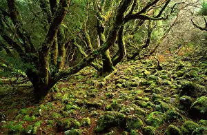 Sinister: Cool temperate rainforest: moss-covered Antarctic beech