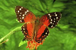 Anartia: Coolie butterfly