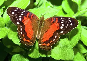 Invertebrates: Coolie Butterfly
