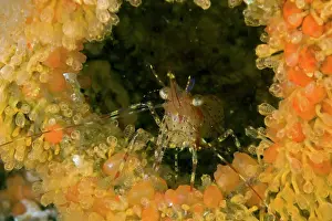 Tunicates: Coonstripe shrimp Pandalus danae and colonial tunicate Dista