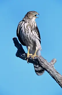 Cooperii: CooperIs Hawk - juvenile