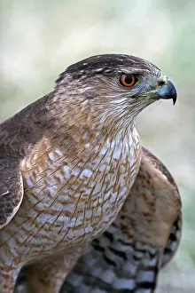 Cooperii: Cooper's Hawk