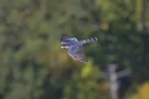 Cooper: Cooper's Hawk - Accipiter cooperii - adult - During