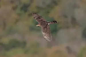 Cooper: Cooper's Hawk Accipiter cooperii immature first year