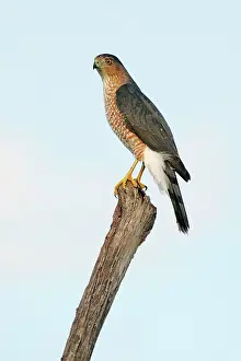 Cooper: Cooper's Hawk - adult