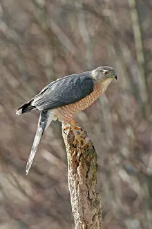 Cooper: Cooper's Hawk - adult