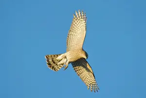 Cooper: Cooper's Hawk - adult. During fall migration in October