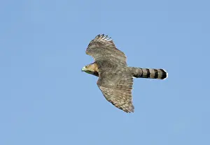 Cooper: Cooper's Hawk - adult, in flight