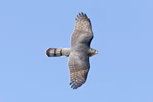 Cooper: Cooper's Hawk - adult in flight