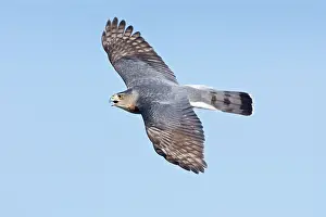Cooper: Cooper's Hawk - adult in flight