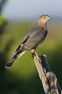 Cooper: Cooper's Hawk - adult in late October at Cape May