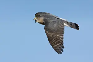 Cooper: Cooper's Hawk - adult. In migration
