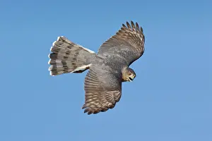 Cooper: Cooper's Hawk - adult in migration in Oct