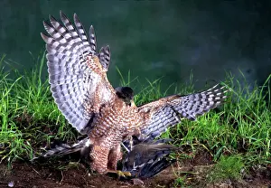 Attacks: Cooper's Hawk attacks prey