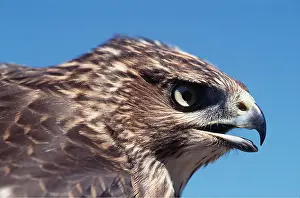 Coopers: COOPER'S HAWK - close-up of head