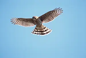 Coopers: COOPER'S HAWK - IN FLIGHT