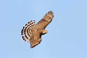 Cooper: Cooper's Hawk - in flight, immature