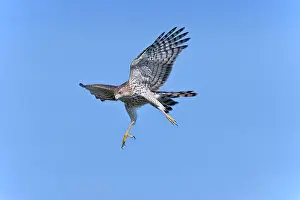 Cooper: Cooper's Hawk in flight - immature