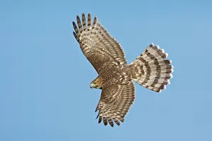 Cooper: Cooper's Hawk in flight - immature