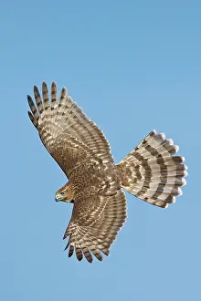 Cooper: Cooper's Hawk in flight - immature