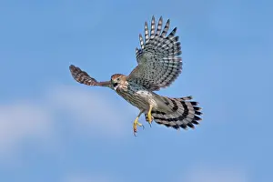 Cooper: Cooper's Hawk in flight - immature in flight -