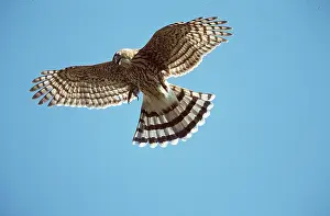 Coopers: Cooper's Hawk - in flight, Juvenile
