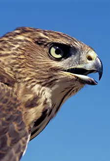 Cooper: Cooper's Hawk - immature