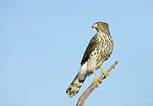 Cooper: Cooper's Hawk - immature