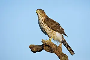 Cooper: Cooper's Hawk - immature
