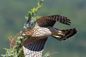 Cooper: Cooper's Hawk - immature