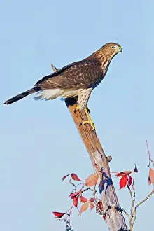 Cooper: Cooper's Hawk - immature