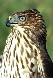 Coopers: Cooper's Hawk - immature