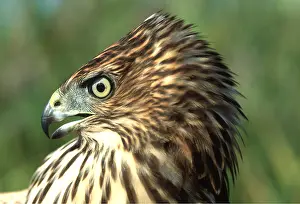 Coopers: COOPER'S HAWK - immature, close-up of head