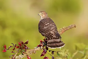 Cooper: Cooper's Hawk - immature - during fall migration