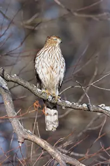 Cooper: Cooper's Hawk - immature in first winter