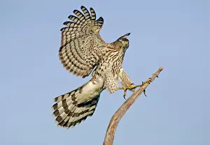 Cooper: Cooper's Hawk - Immature in flight