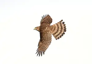 Cooper: Cooper's Hawk - immature in flight
