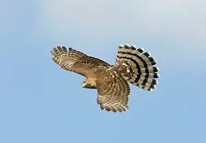 Cooper: Cooper's Hawk - immature in flight