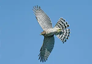 Cooper: Cooper's Hawk - immature in flight