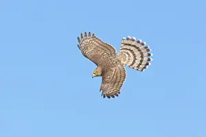 Cooper: Cooper's Hawk - immature in flight