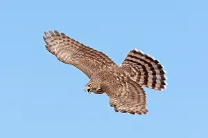 Cooper: Cooper's Hawk - immature in flight